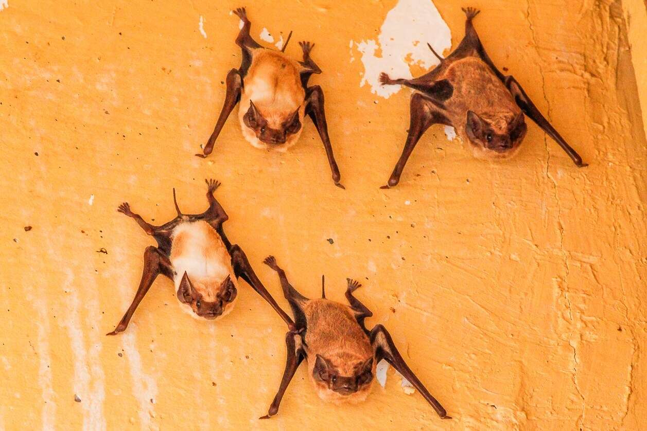 Image of Black-bearded Tomb Bat