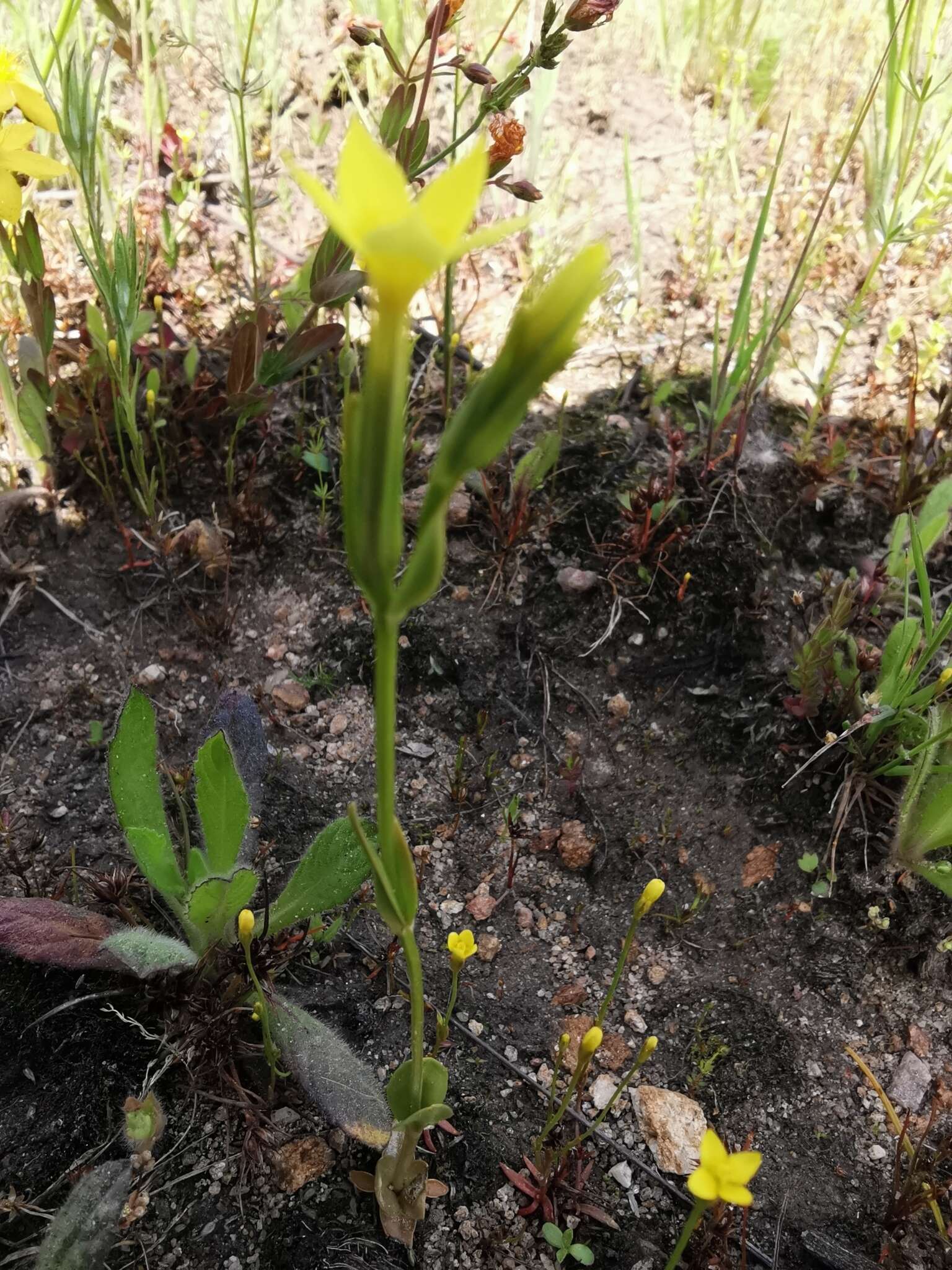 Image of Yellow centaury