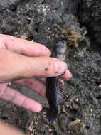 Image of Crested oystergoby