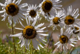 Image of Tanacetum pulchrum (Ledeb.) Sch. Bip.