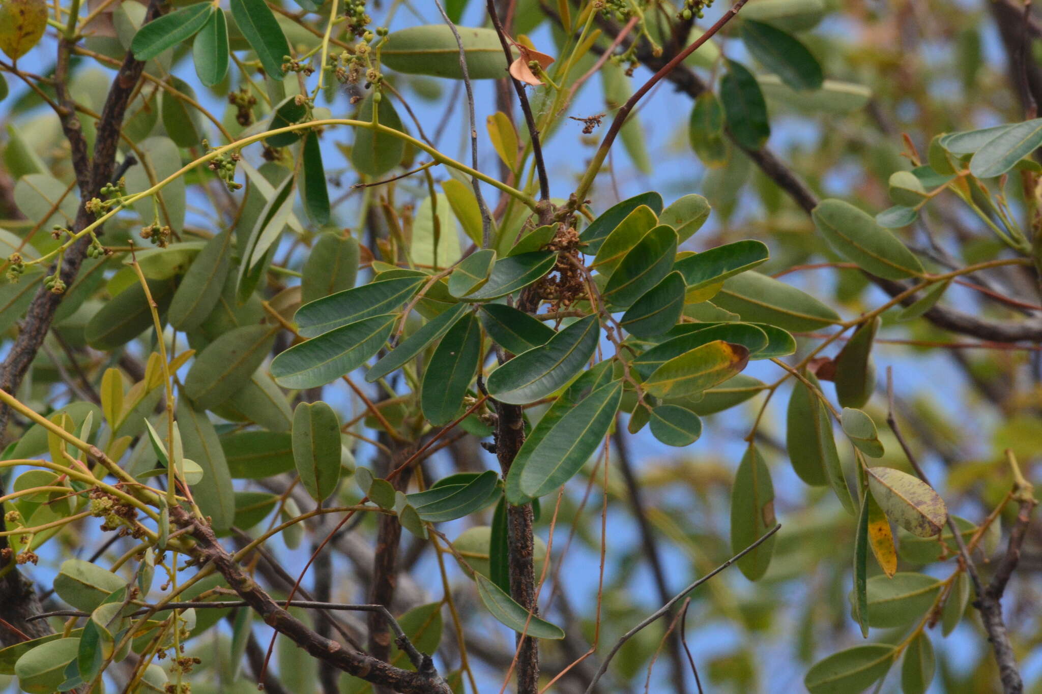 Imagem de Simarouba versicolor A. St.-Hil.