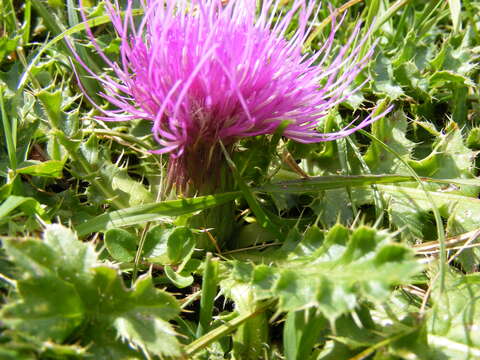 Image of dwarf thistle