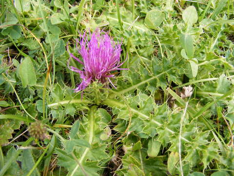 Image of dwarf thistle