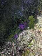 صورة Vernonia blodgettii Small