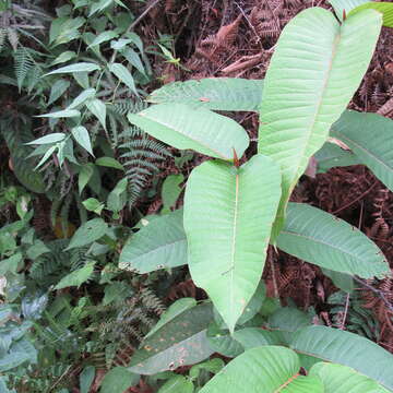 Image of Vismia macrophylla Kunth