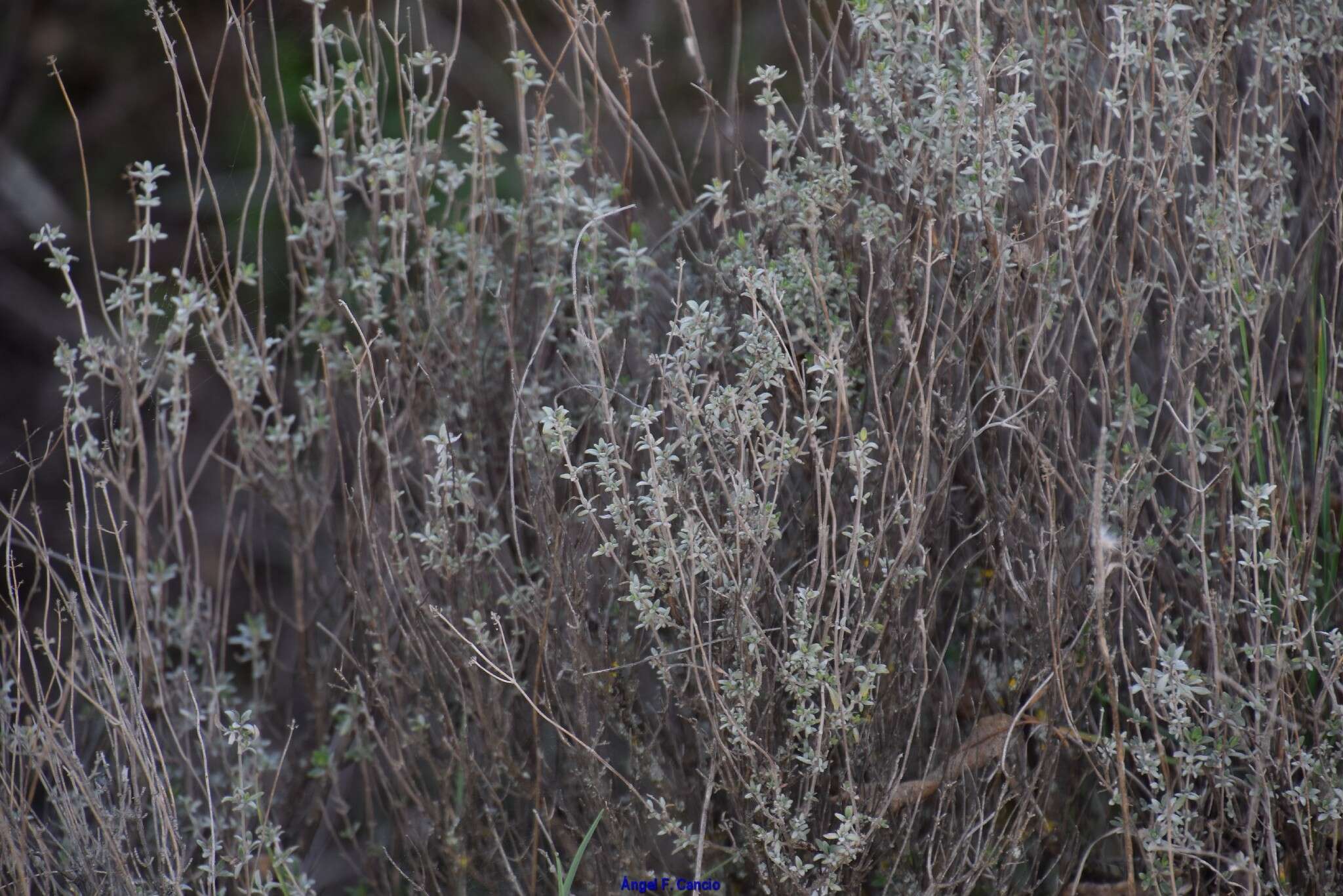 Image of Mastic Thyme