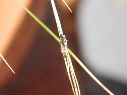 Image of Syrphid fly