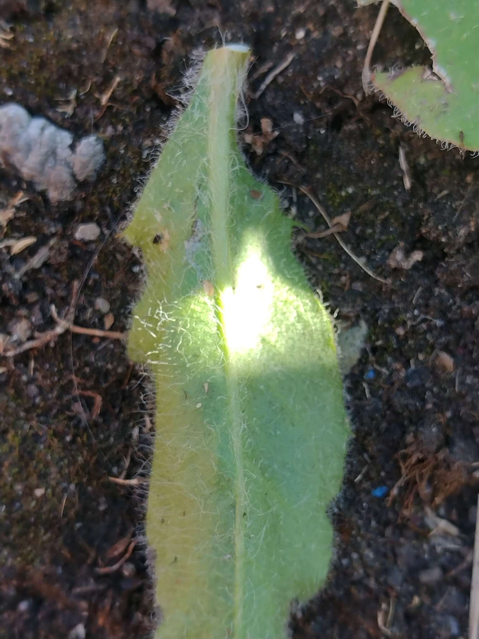 Image of Hieracium amplexicaule subsp. spelaeum (Arv.-Touv.) Zahn