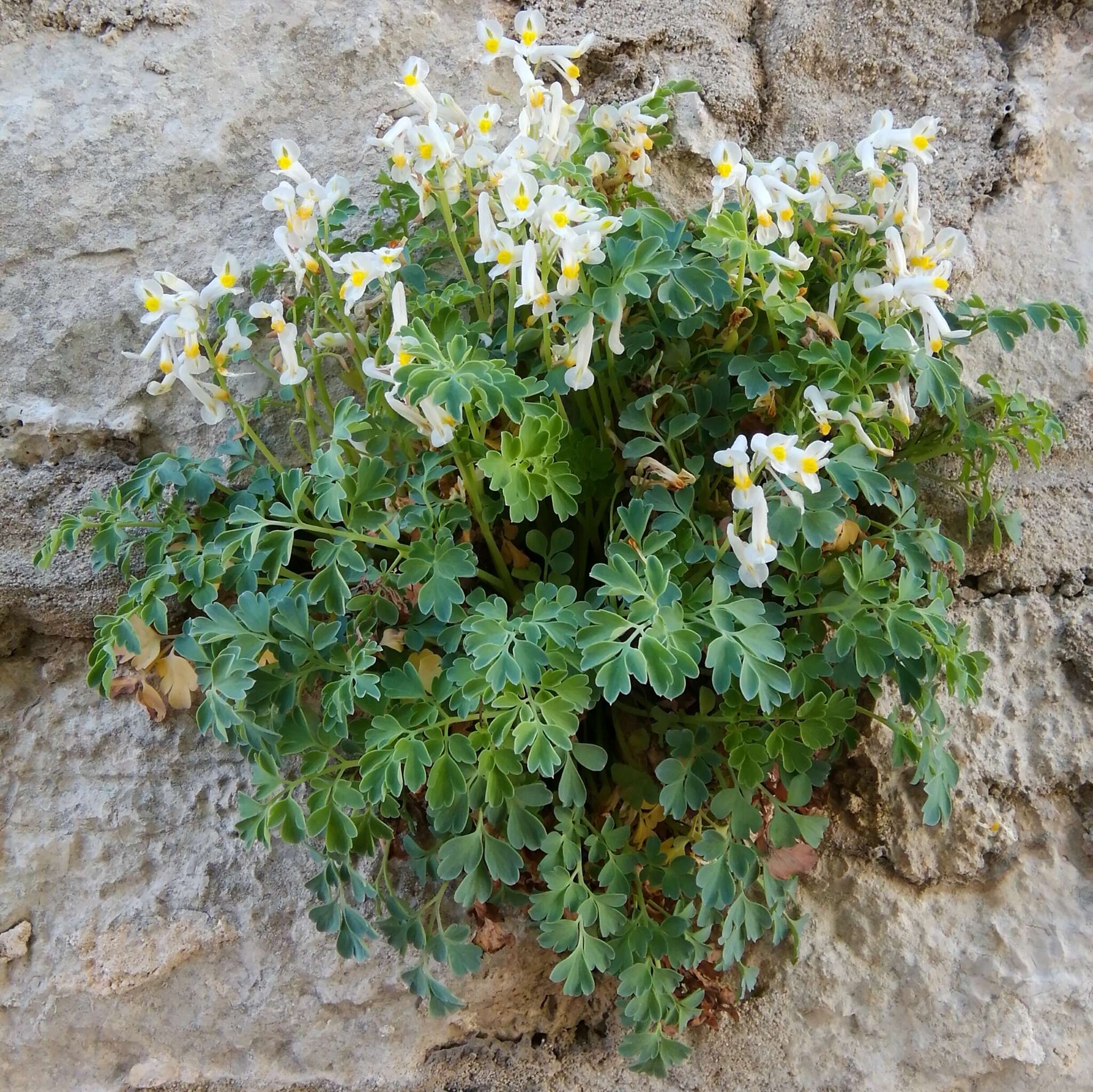 Plancia ëd Pseudofumaria alba subsp. acaulis (Wulfen) Lidén