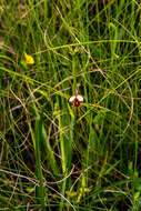 Image de Eulophia tenella Rchb. fil.