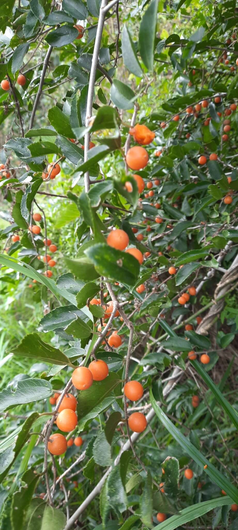 Celtis iguanaea (Jacq.) Sarg. resmi