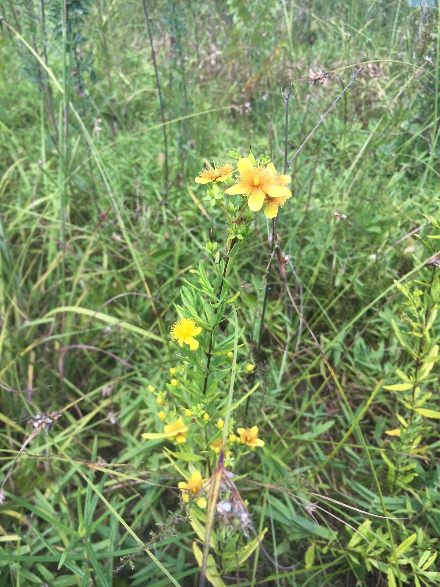 صورة Hypericum lobocarpum Gattinger