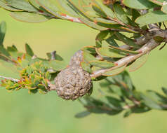 Image of Melaleuca nesophila F. Müll.