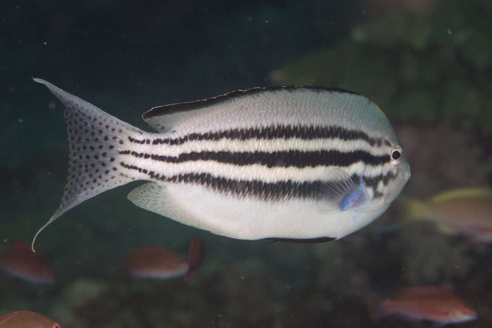 Image of Blackstriped Angelfish