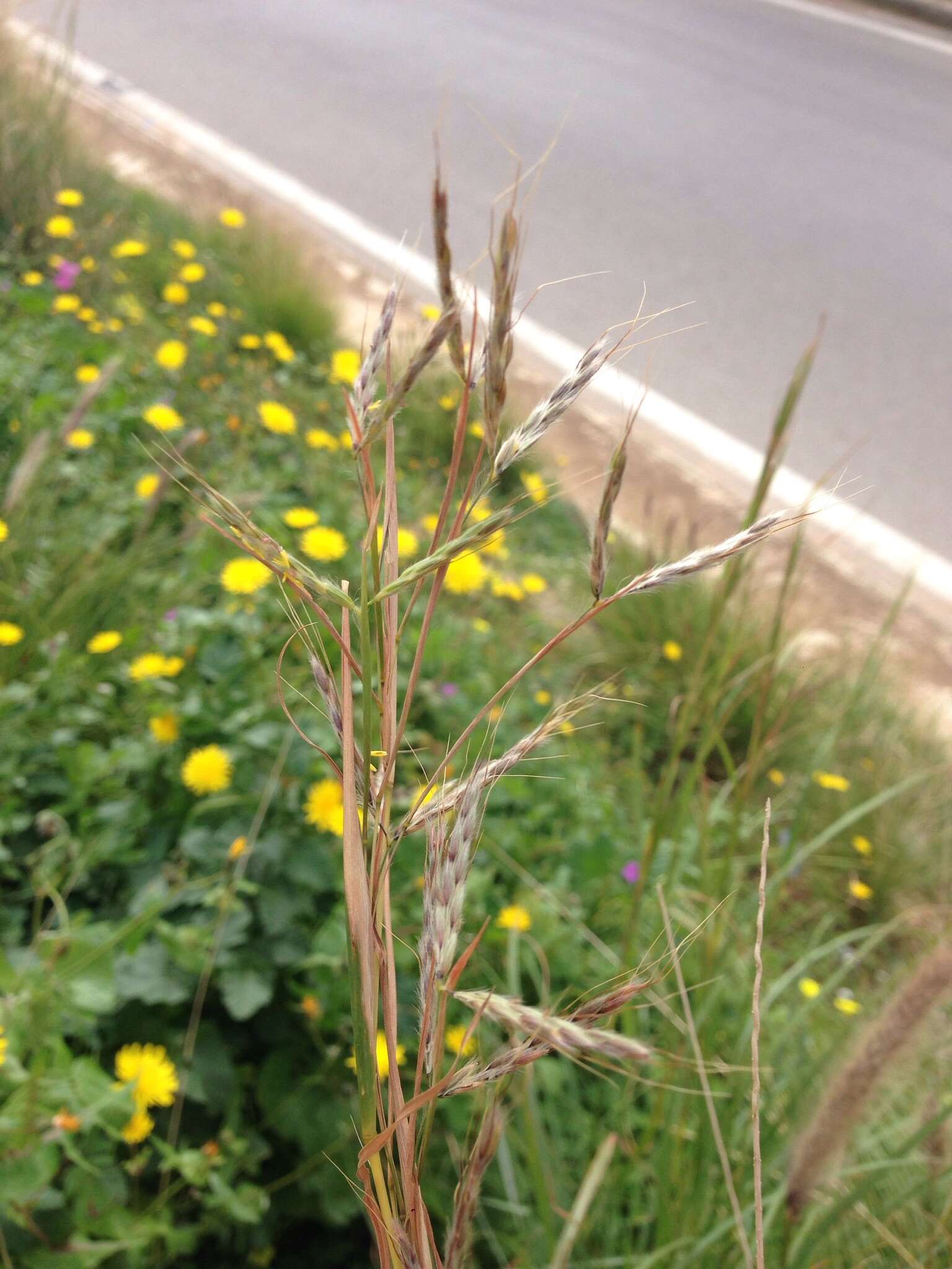 Image of thatching grass