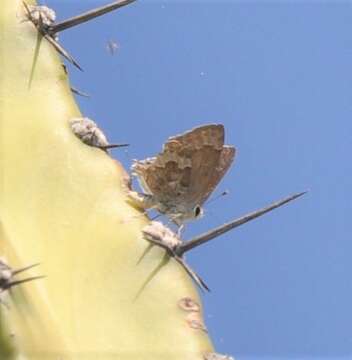 Image of Lacey's Scrub-Hairstreak