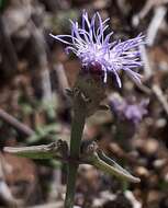 Image of Chromolaena sagittata (A. Gray) R. King & H. Rob.