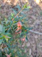 Image of Darwinia citriodora (Endl.) Benth.