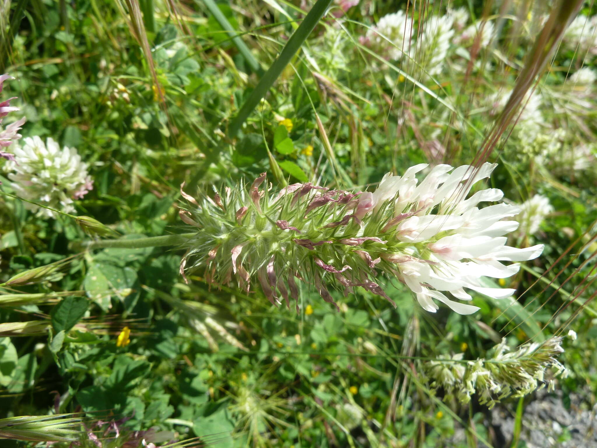 Image of Trifolium incarnatum subsp. molinerii (Hornem.) Syme