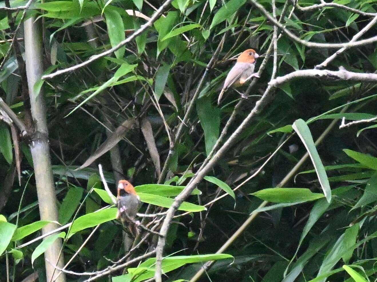 Image of Short-tailed Parrotbill