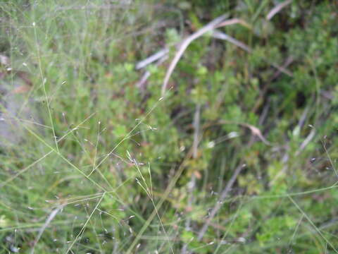 Image of witch grass