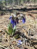 Image of Macdougal's bluebells