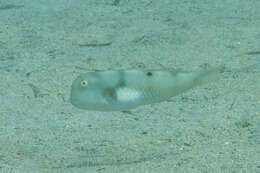 Image of Whitepatch razorfish