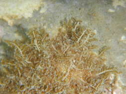 Image of Wrangelia penicillata