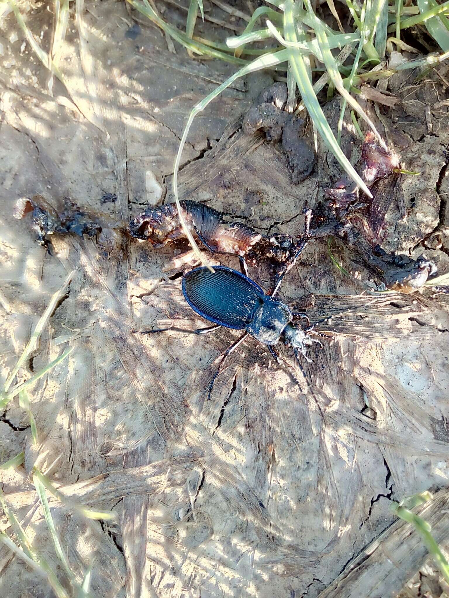 Image of Carabus (Eucarabus) catenulatus Scopoli 1763