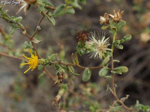 Image of Chiliadenus iphionoides (Boiss. & Blanche) Brullo