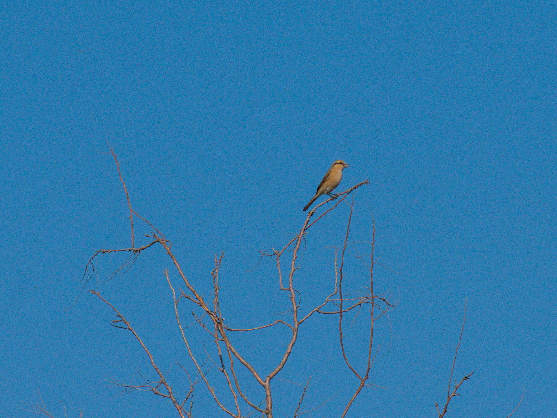 Image of Isabeline Shrike