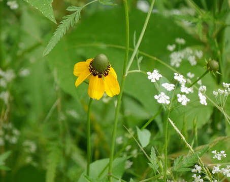 Image of Clasping-Coneflower