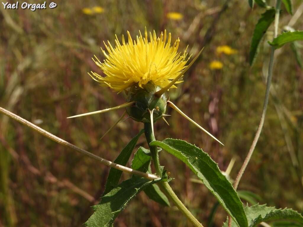 Image de Centaurea hyalolepis Boiss.