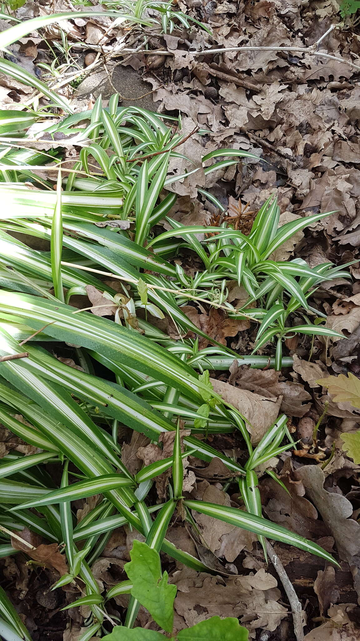 Plancia ëd Chlorophytum comosum (Thunb.) Jacques