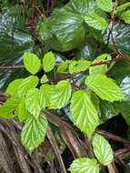 Слика од Begonia decandra Pav. ex A. DC.