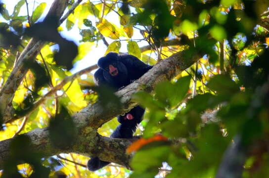 Image of Red-nosed Bearded Saki