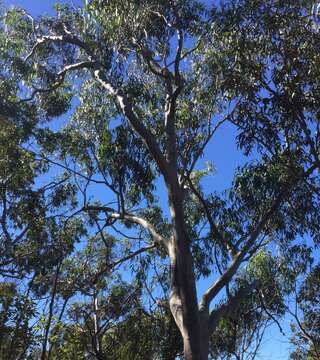 Image of Eucalyptus racemosa Cav.