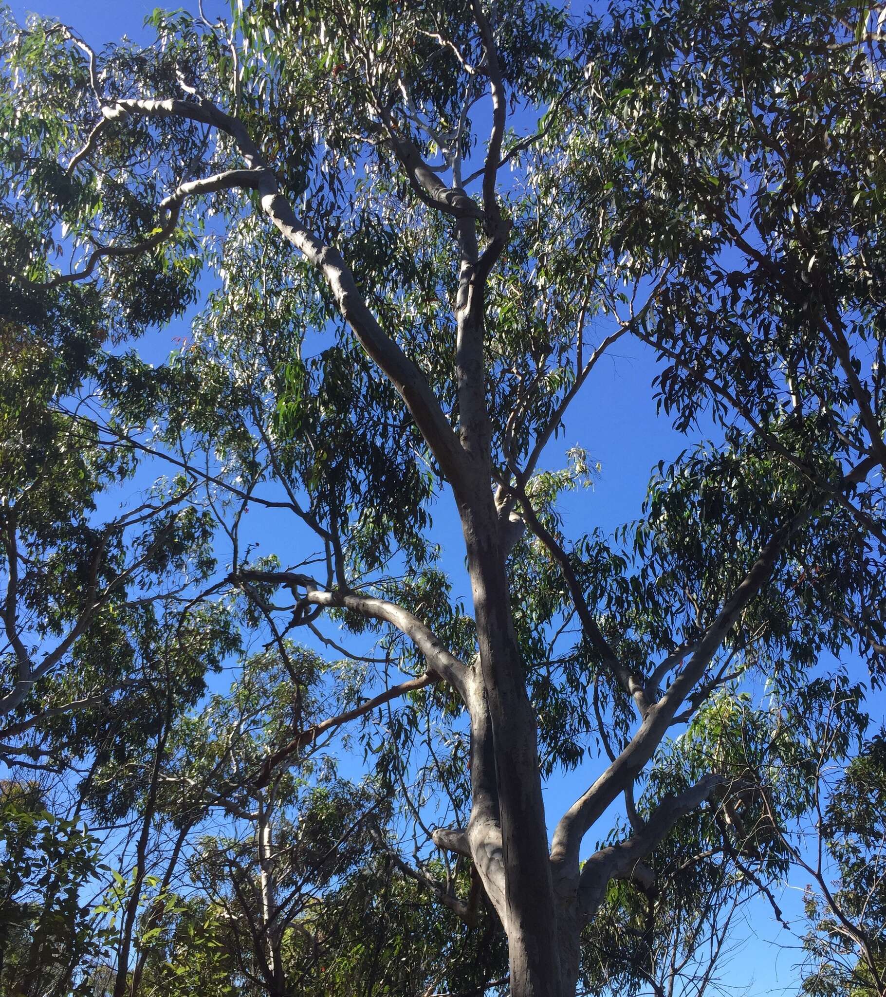 Image of scribbly gum