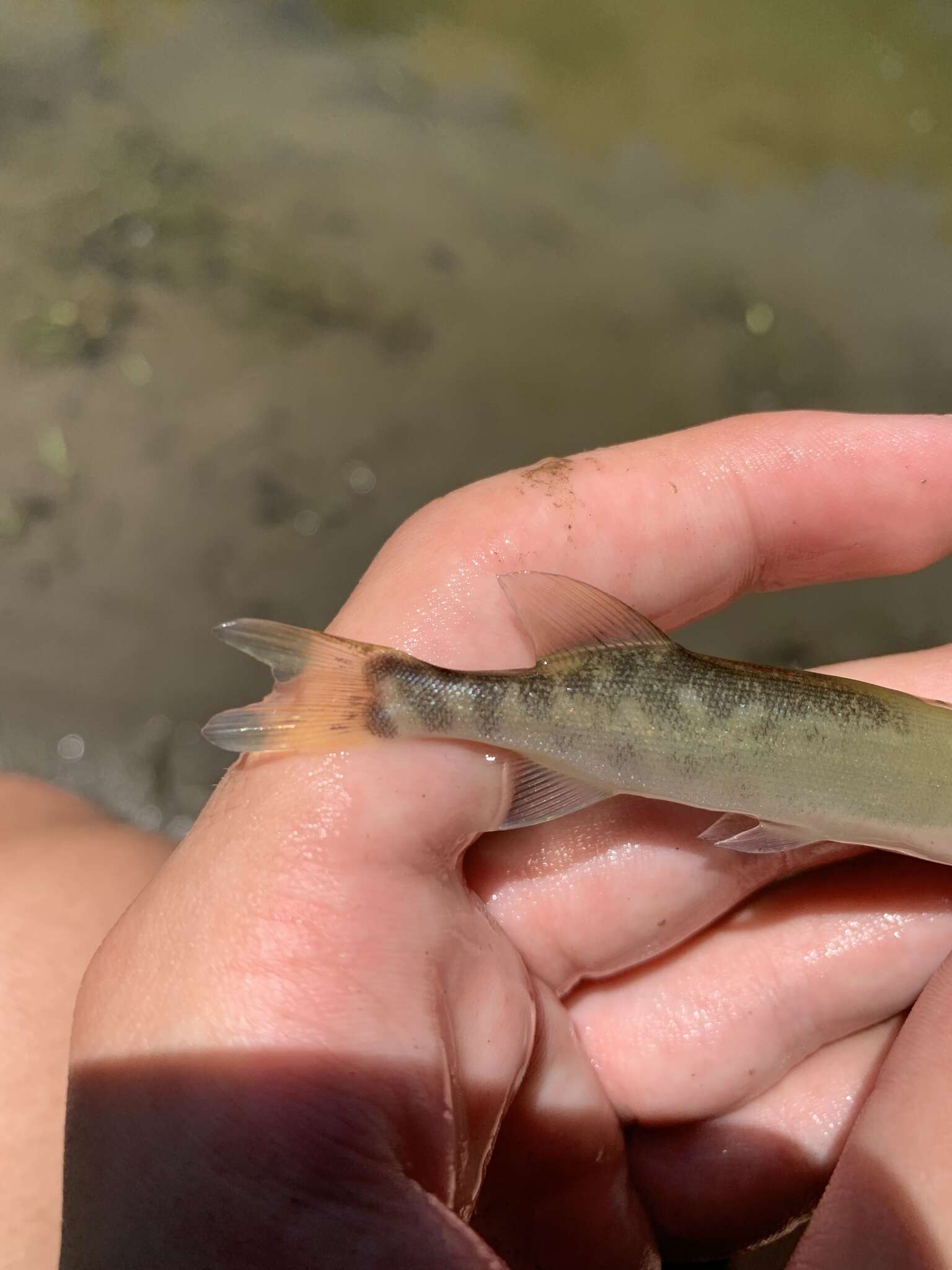 Image of Muskellunge