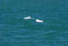 Image of Taiwanese humpback dolphin