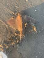 Image of Blue-nosed ray