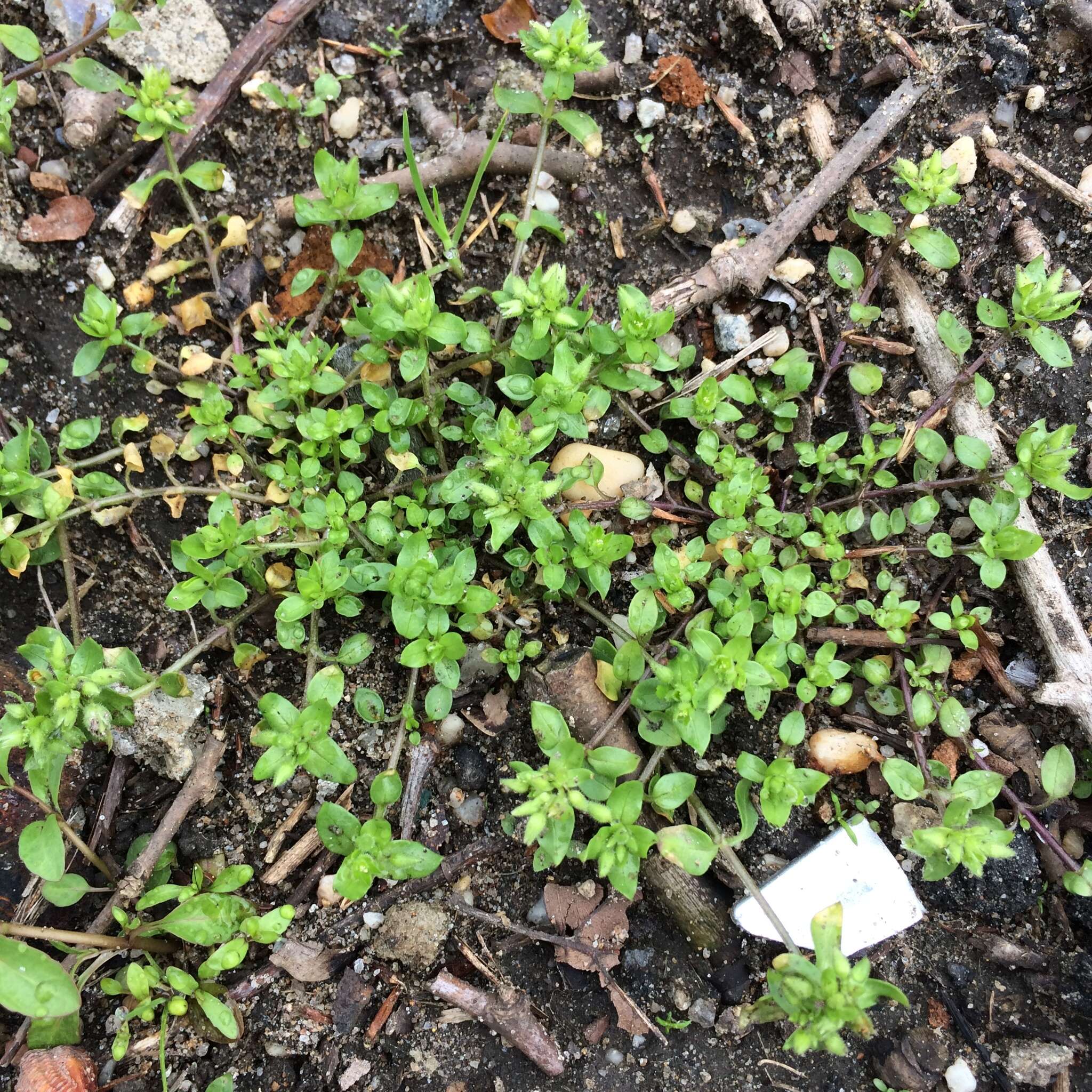 Image of common chickweed