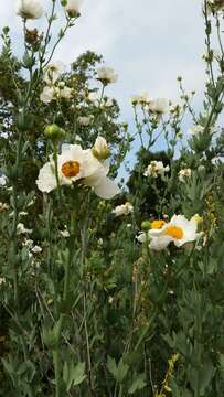 Image of Coulter's Matilija poppy