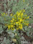 صورة Astragalus buchtormensis Pall.