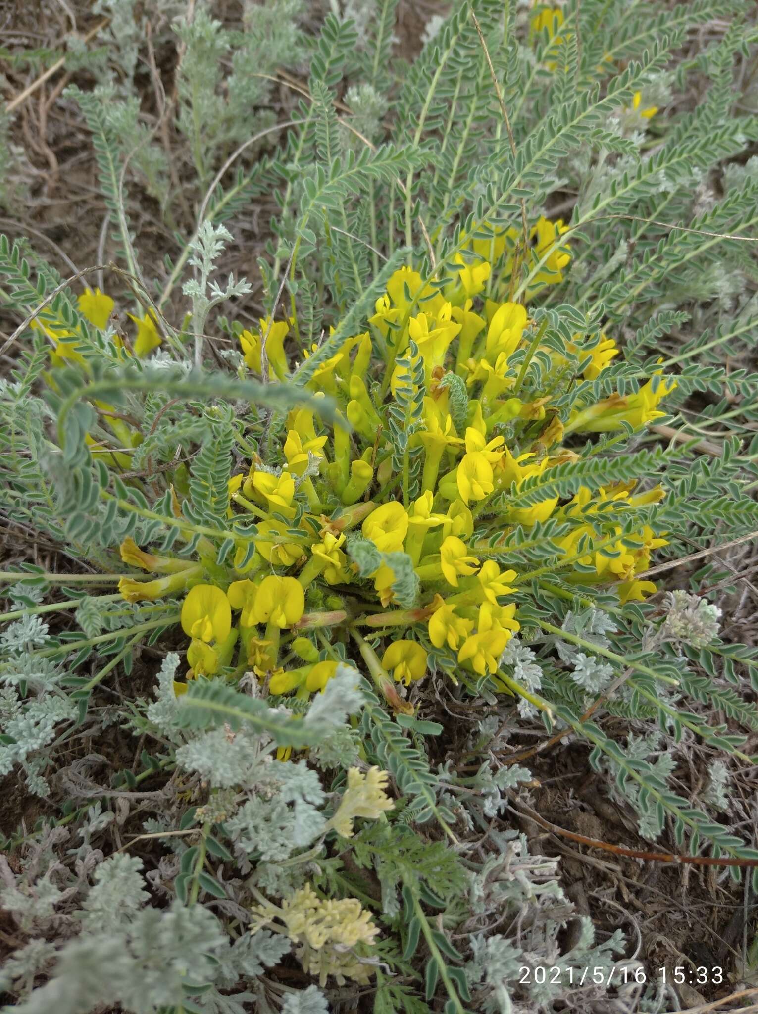 صورة Astragalus buchtormensis Pall.