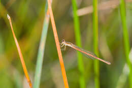 Agriocnemis pinheyi Balinsky 1963 resmi