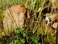 صورة Oxalis purpurascens Salter