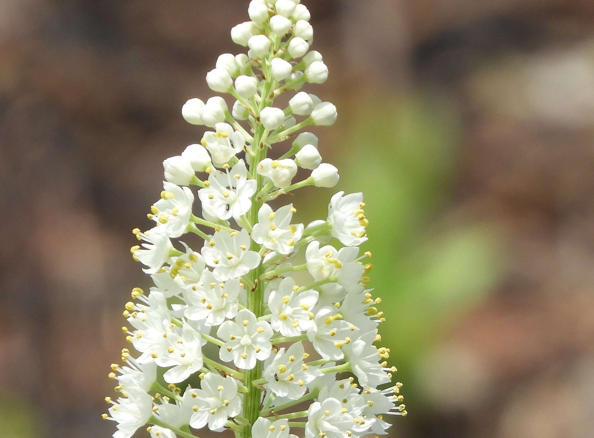 Image of Stenanthium densum (Desr.) Zomlefer & Judd