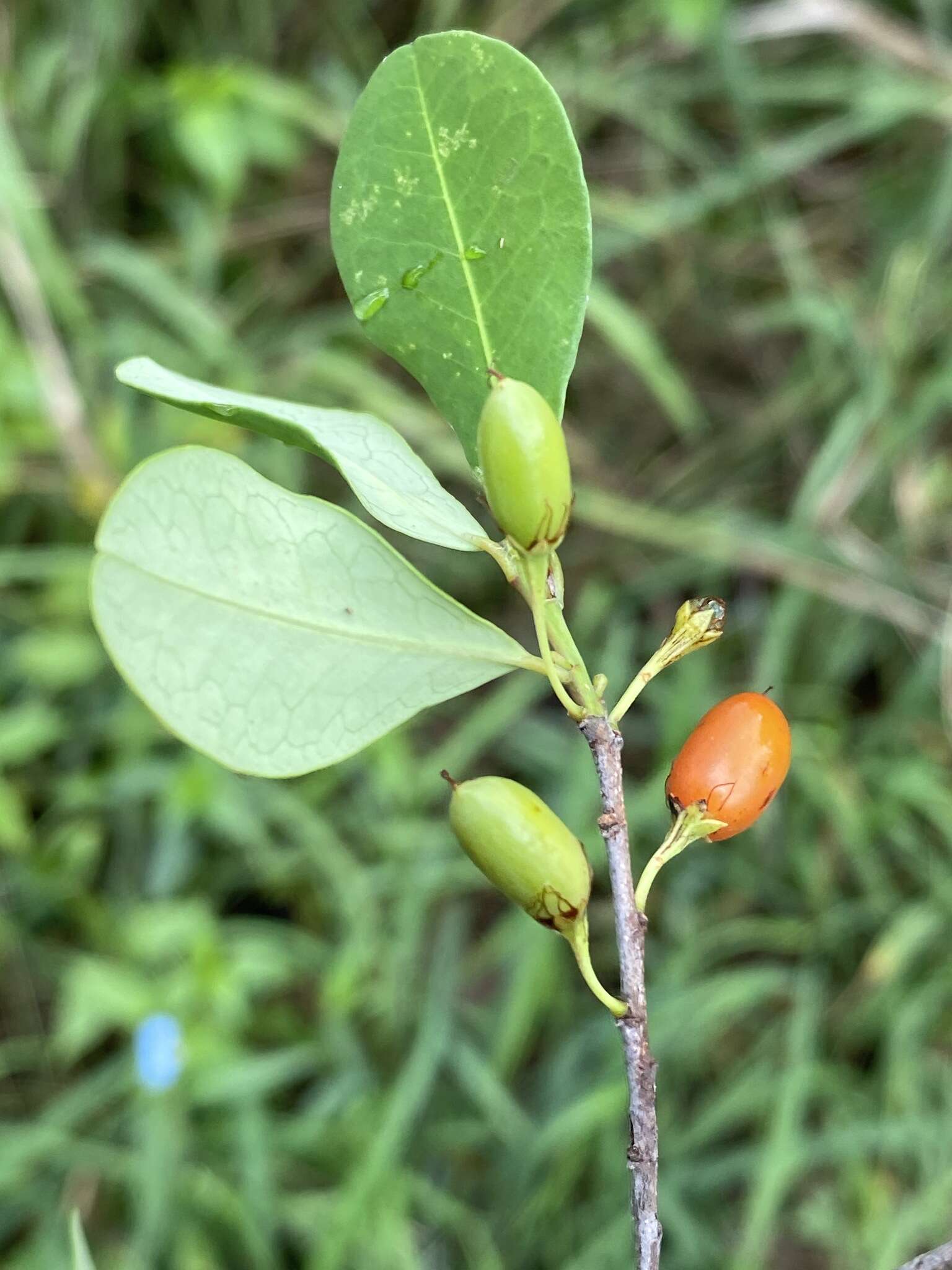 Image of Erythroxylum delagoense Schinz.