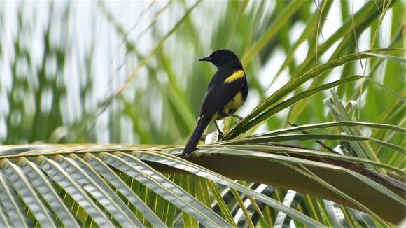 Image of Hispaniolan Oriole